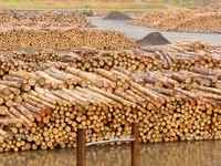 Держлісагентство: в Україні відбувається поступове збільшення запасів деревини
