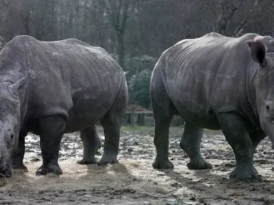 У бельгійському зоопарку носорогам вирішили обрізати роги