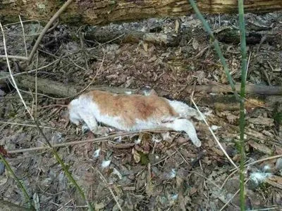 В Ирпене полиция обнаружила место жестокого убийства животных
