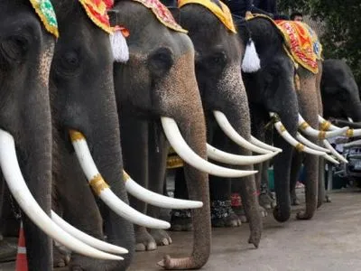 Сегодня в Таиланде отмечают национальный День слона