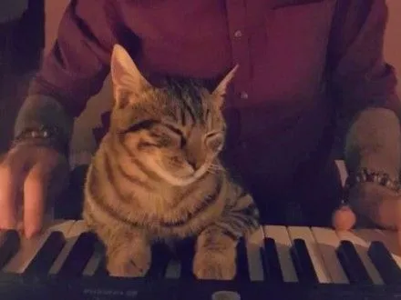 Кіт з Туреччини підкорив користувачів соцмереж любов'ю до музики