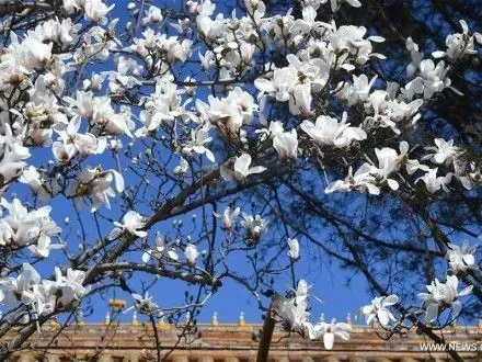 pershi-magnoliyi-roztsvili-u-pekini