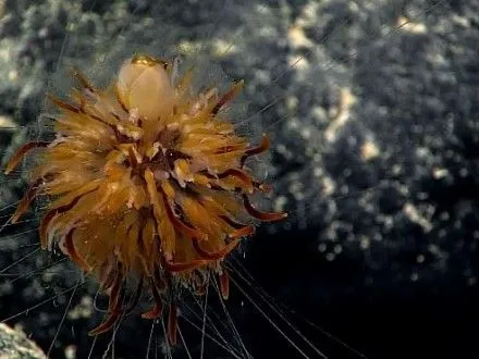 Американские ученые нашли неизвестных морских существ в Океании