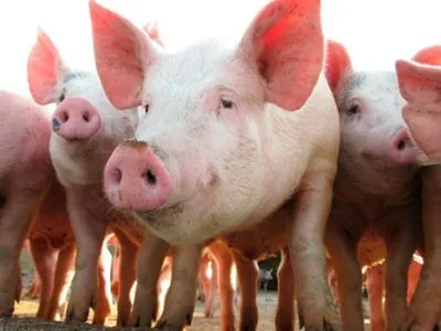 Поголів’я свиней в Україні скоротилося більш ніж на півмільйона