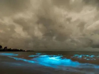 Водоросли подсветили пляж в Австралии голубым цветом
