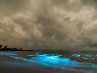 Водорості підсвітили пляж в Австралії блакитним кольором