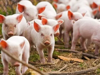В Украине зафиксировали очередную вспышку чумы свиней