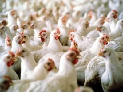 Ряд стран запретил ввоз птицы из Украины из-за гриппа