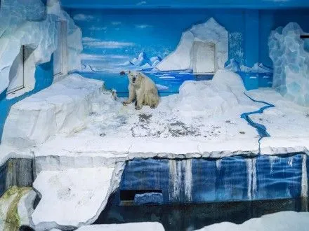 Фотограф показав, як живеться білим ведмедям у неволі