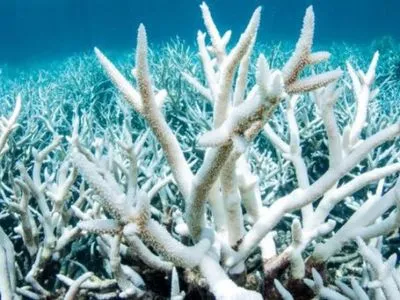 Потепление угрожает существованию Большого Барьерного рифа