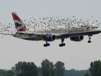 Самолет столкнулся со стаей птиц после вылета из аэропорта Минска