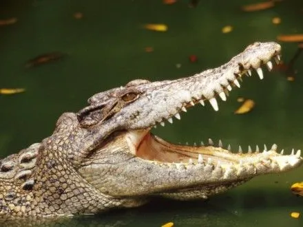Крокодил съел футболиста на берегу реки Замбези