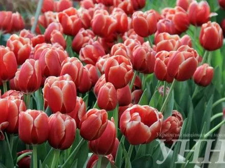 Фестиваль тюльпанов открылся в Киевской области