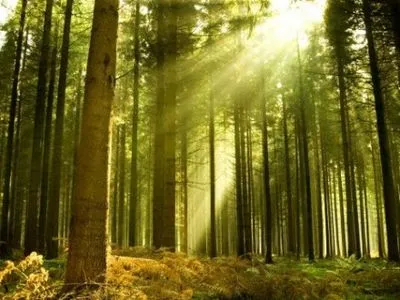 Больще 30% лесов в Украине сертифицированы по международным стандартам