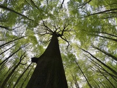 Всемирный фонд природы в Украине поддержал принятие законопроекта об охране лесов