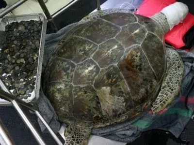 В Таиланде из желудка черепахи достали 5 кг монет