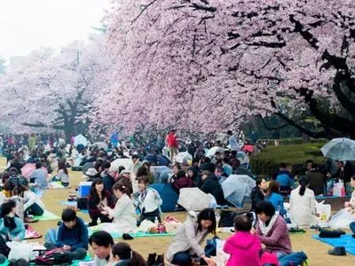 Фестиваль цветения сакуры Ханами начался в Японии