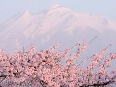 В Японии на пять дней раньше обычного началось цветение сакуры