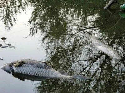 На Черкащині виявили масову загибель риби