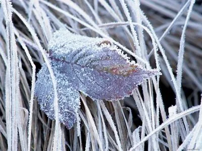 Штормовое предупреждение из-за резких заморозков объявили в Закарпатской области