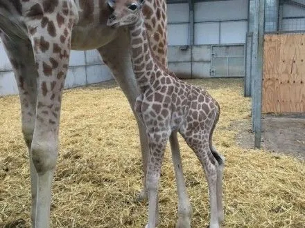 В британском зоопарке родился детеныш редкого вида жирафов