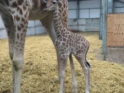В британском зоопарке родился детеныш редкого вида жирафов