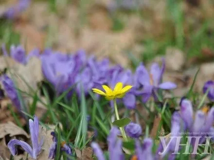 Первоцветы начали массово цвести в Закарпатье