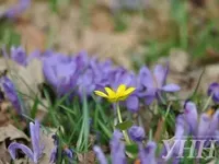 Первоцветы начали массово цвести в Закарпатье