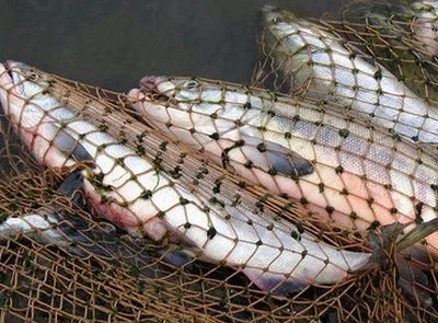 В Херсонской области обнаружили 3 браконьеров с уловом на более чем 275 тыс гривен