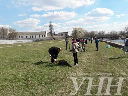На території набережної у Кропивницькому містяни висадили клени