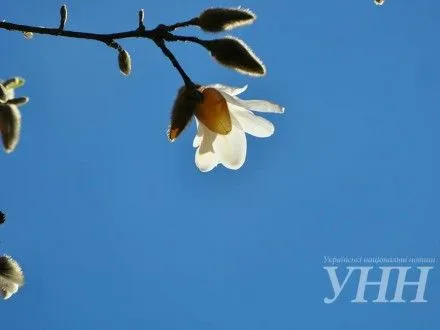 pershi-magnoliyi-rozkvitli-v-uzhgorodi-1