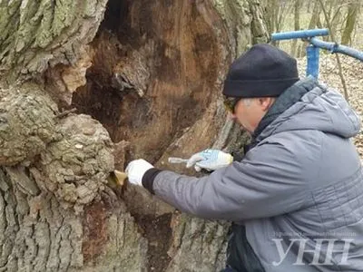 В Голосеевском лесу в столице лечили столетние деревья