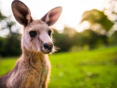 В Австралии кенгуру с соломинкой в ​​зубах напал на автомобиль
