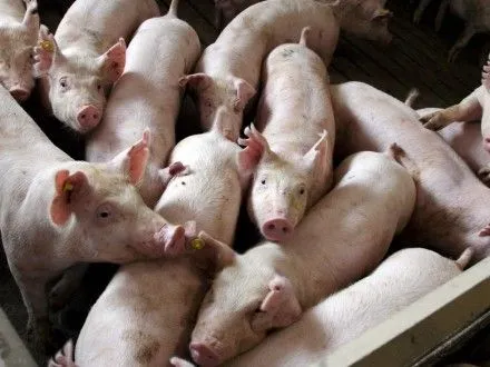 Фермери на Чернігівщині не отримали компенсації за понад 400 знищених свиней