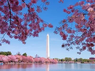 Фестиваль цветения сакур состоялся в Вашингтоне