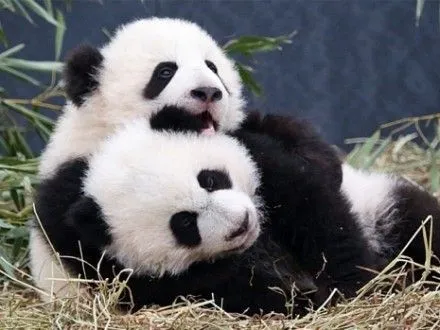 Єдиних у США панд-близнюків випустили до відкритого вольєру