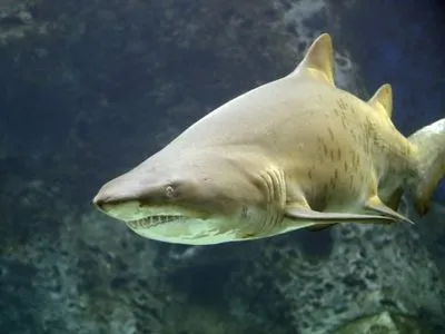 Циклон "Дебби" выбросил на берег бычью акулу в Австралии