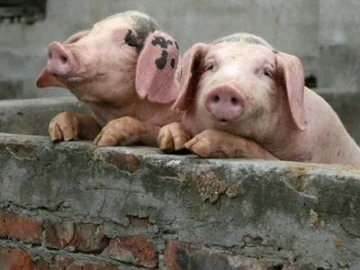 Фермеры Киевской области до сих пор не получили более 1 млн грн компенсаций за изъятых свиней