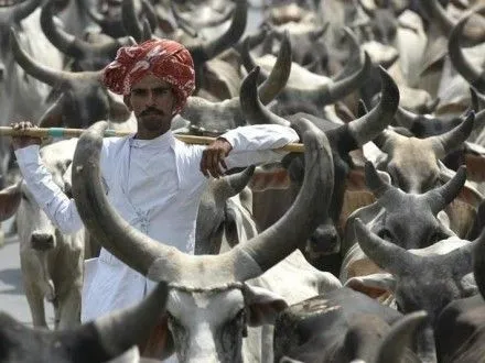 В одному із штатів Індії за вбивство корів ув'язнюватимуть довічно