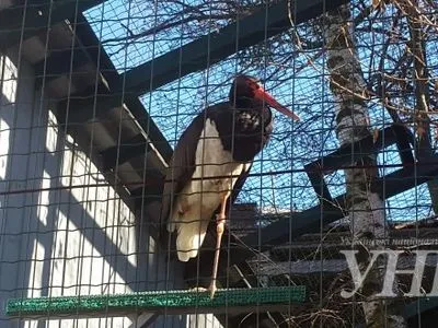 У Київському зоопарку розповіли, чому українці так рідко бачать чорних лелек