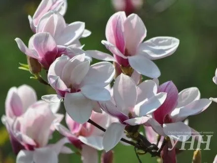 v-uzhgorodi-masovo-rozkvitli-magnoliyi