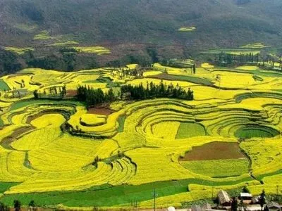 Беспилотник снял цветущие поля Китая