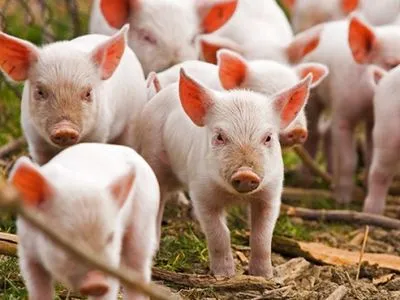 Через АЧС на столичних ринках заборонили продавати свинину з одного з районів