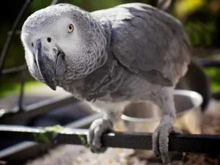 Африканскому попугаю-говоруну Эйнштейну исполнилось 30 лет