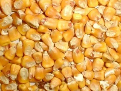 Держпродспоживслужба: у вантажі американської кукурудзи виявлено шкідливий організм