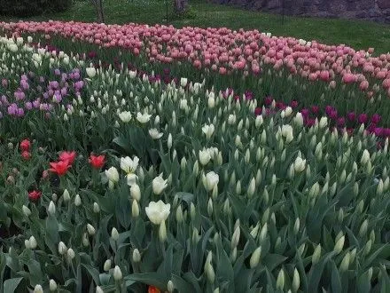 На Співочому полі відкрилася виставка з 200 тисяч тюльпанів