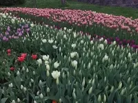 На Співочому полі відкрилася виставка з 200 тисяч тюльпанів