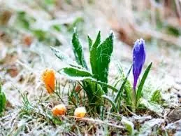 В Киевской области 17 апреля возможны заморозки на почве