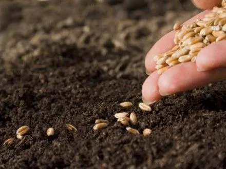 Аграрии засеяли яровыми зерновыми 2,6 млн га