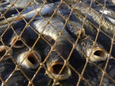 В Херсонской области задержали браконьеров с уловом на 2,4 млн грн